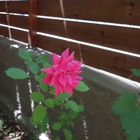 Apartment Casa Dina Lefkáda