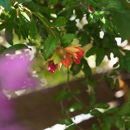 Casa Dina * Lefkáda