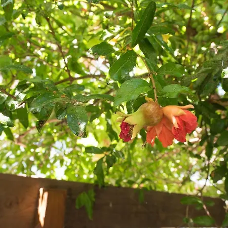 Casa Dina * Lefkáda