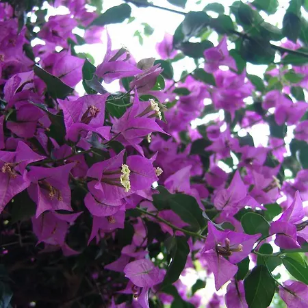 Casa Dina Apartamento